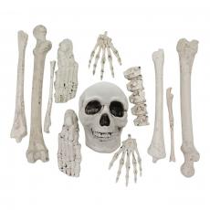 Skelettdelar av Plast Coopers Candy